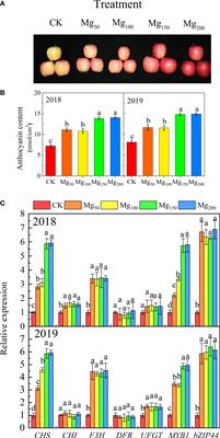 Magnesium improved fruit quality by regulating photosynthetic nitrogen use efficiency, carbon–nitrogen metabolism, and anthocyanin biosynthesis in ‘Red Fuji’ apple